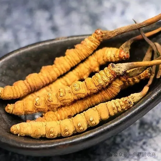 番禺哪里回收虫草 番禺虫草回收市场行情-回收虫草商家地址