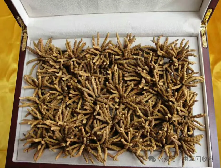 番禺哪里回收虫草 番禺虫草回收市场行情-回收虫草商家地址