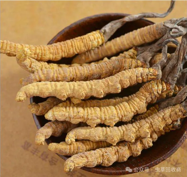 荔湾哪里回收虫草 荔湾虫草回收市场行情-回收虫草商家地址
