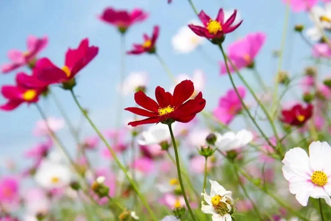 【小品剧本】银行营销情景剧 真情到永远