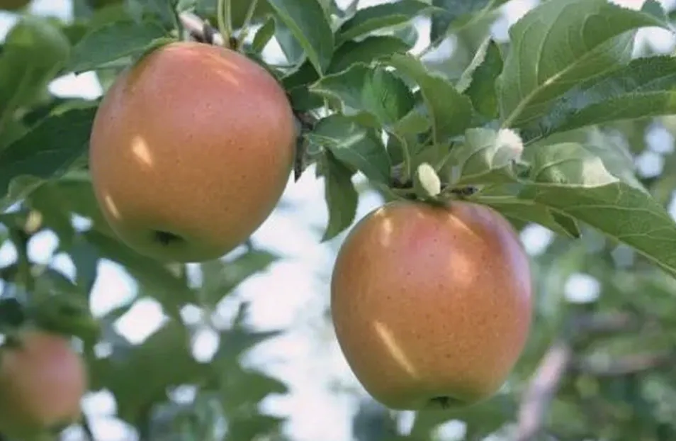 3 月中旬全国苹果市场:东部回暖,西部放缓