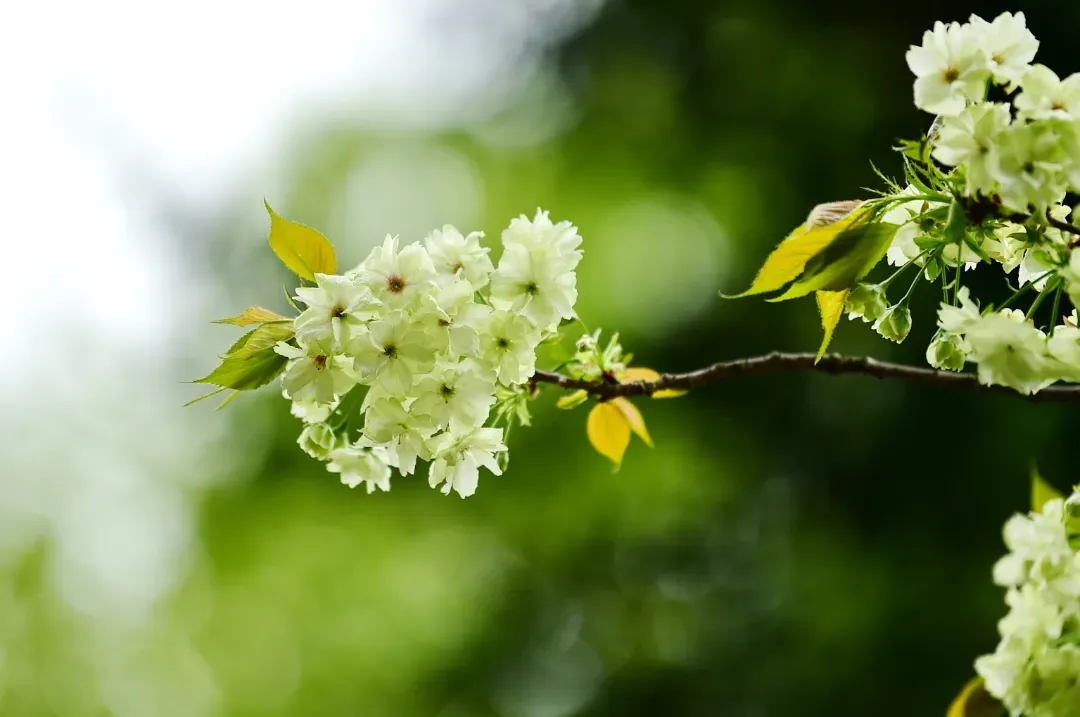 重拳整治旅游市场 乐山发布最新公告