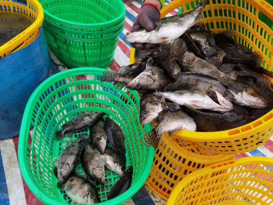 2025年鳜鱼市场分析及2026年行情预测