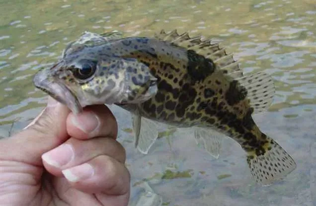 2025年鳜鱼市场分析及2026年行情预测