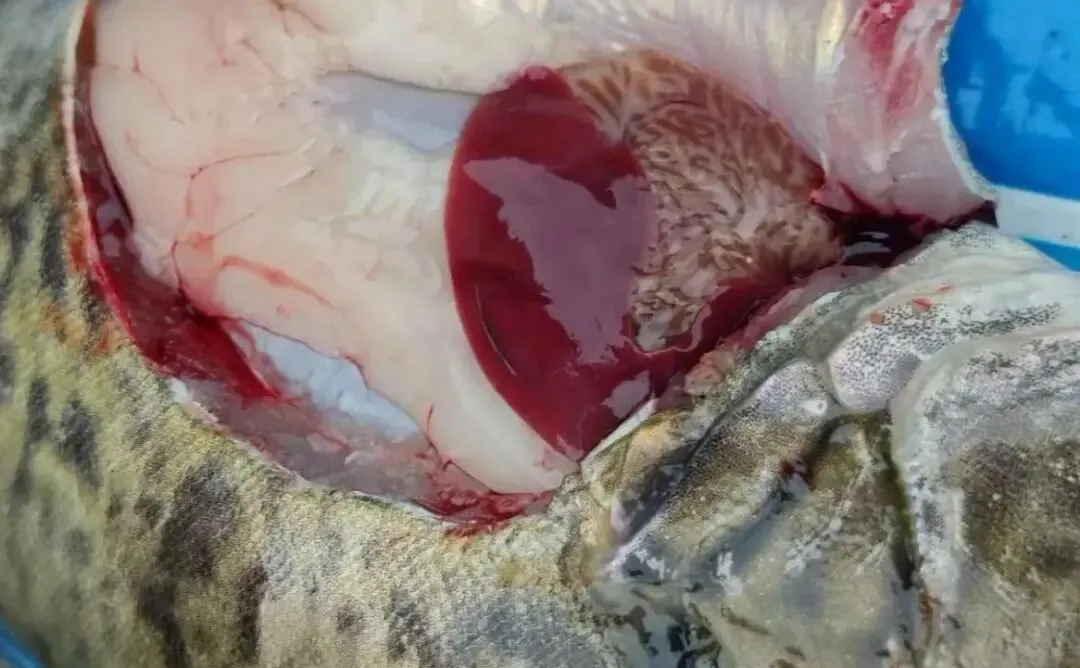 2025年鳜鱼市场分析及2026年行情预测