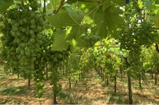 【国际】野樱莓:“超级水果”的市场机遇与现实挑战