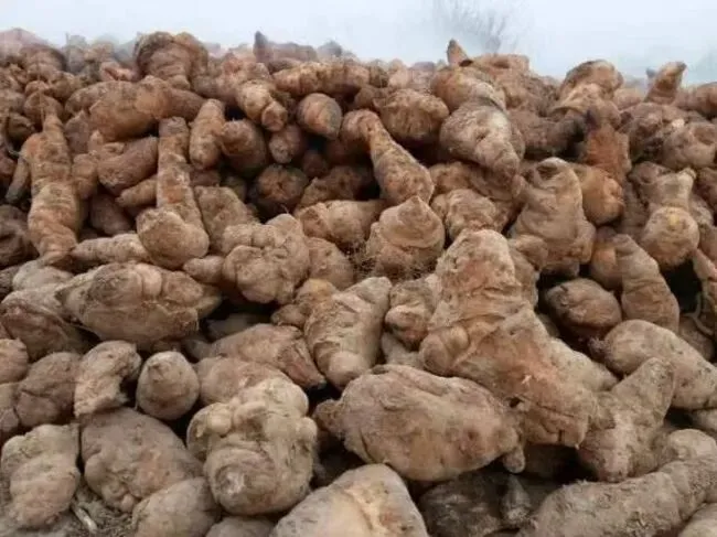 药财有道|地黄市场触底回暖,供需博弈下行情震荡前行