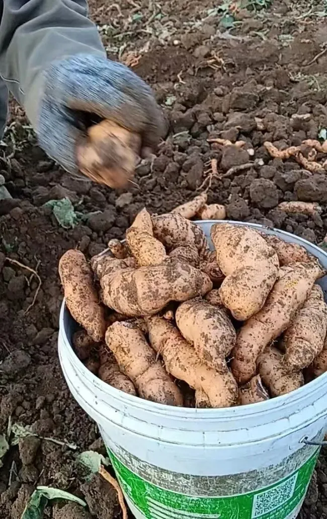 药财有道|地黄市场触底回暖,供需博弈下行情震荡前行