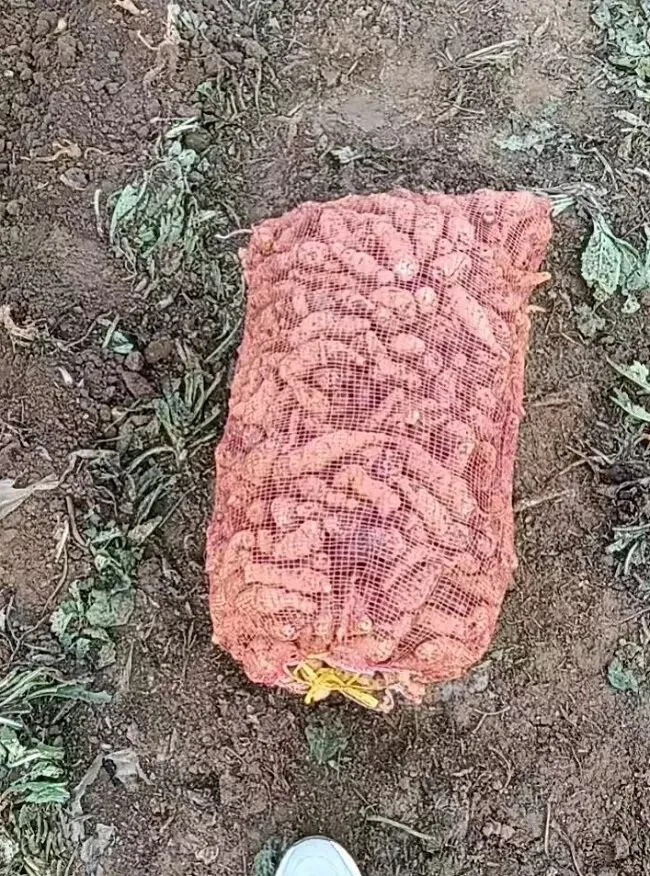 药财有道|地黄市场触底回暖,供需博弈下行情震荡前行