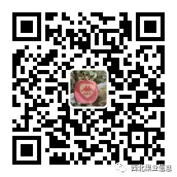 苹果市场深度研判