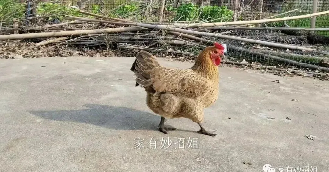 1只鸡才2个鸡爪,为何市场上的鸡爪低价销售还不断货?看完才知道