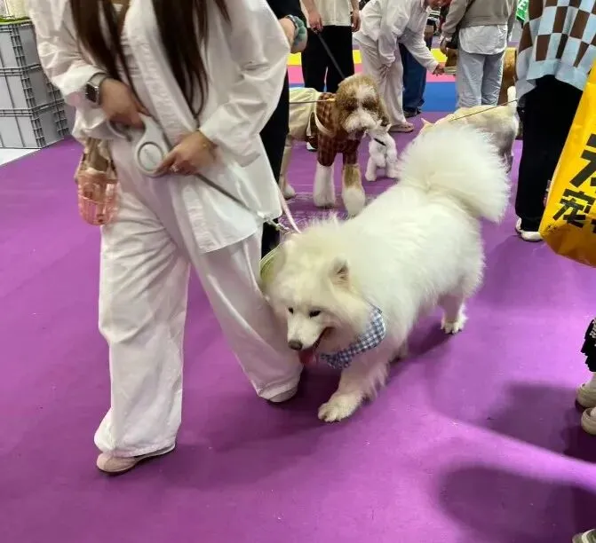 2026深宠展,邦道观察宠物品牌营销新特色