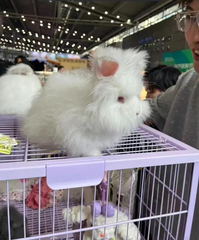 2026深宠展,邦道观察宠物品牌营销新特色