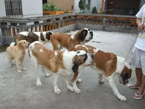 农村这3个养殖项目很赚钱,市场有多少收多少不愁销路.年收入5万以上