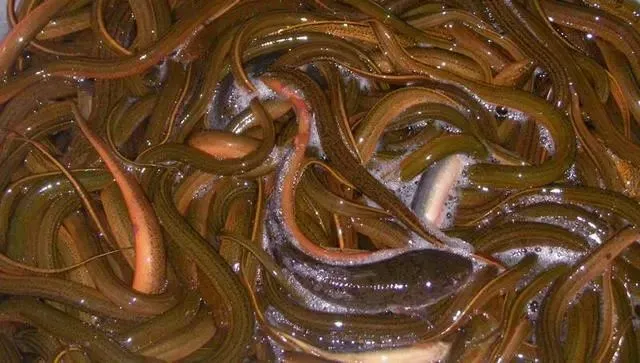 农村这3个养殖项目很赚钱,市场有多少收多少不愁销路.年收入5万以上