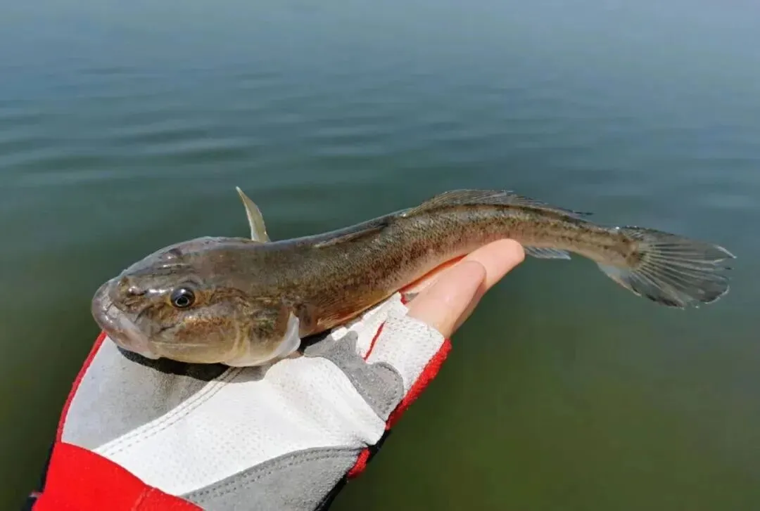 晒鱼干哪家强,山东青岛海鲜市场