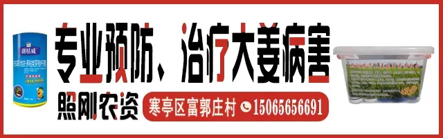 [03/20]昌邑市场价格(不是农忙上货少,而是真没有姜了!)