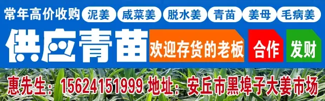 [03/20]昌邑市场价格(不是农忙上货少,而是真没有姜了!)