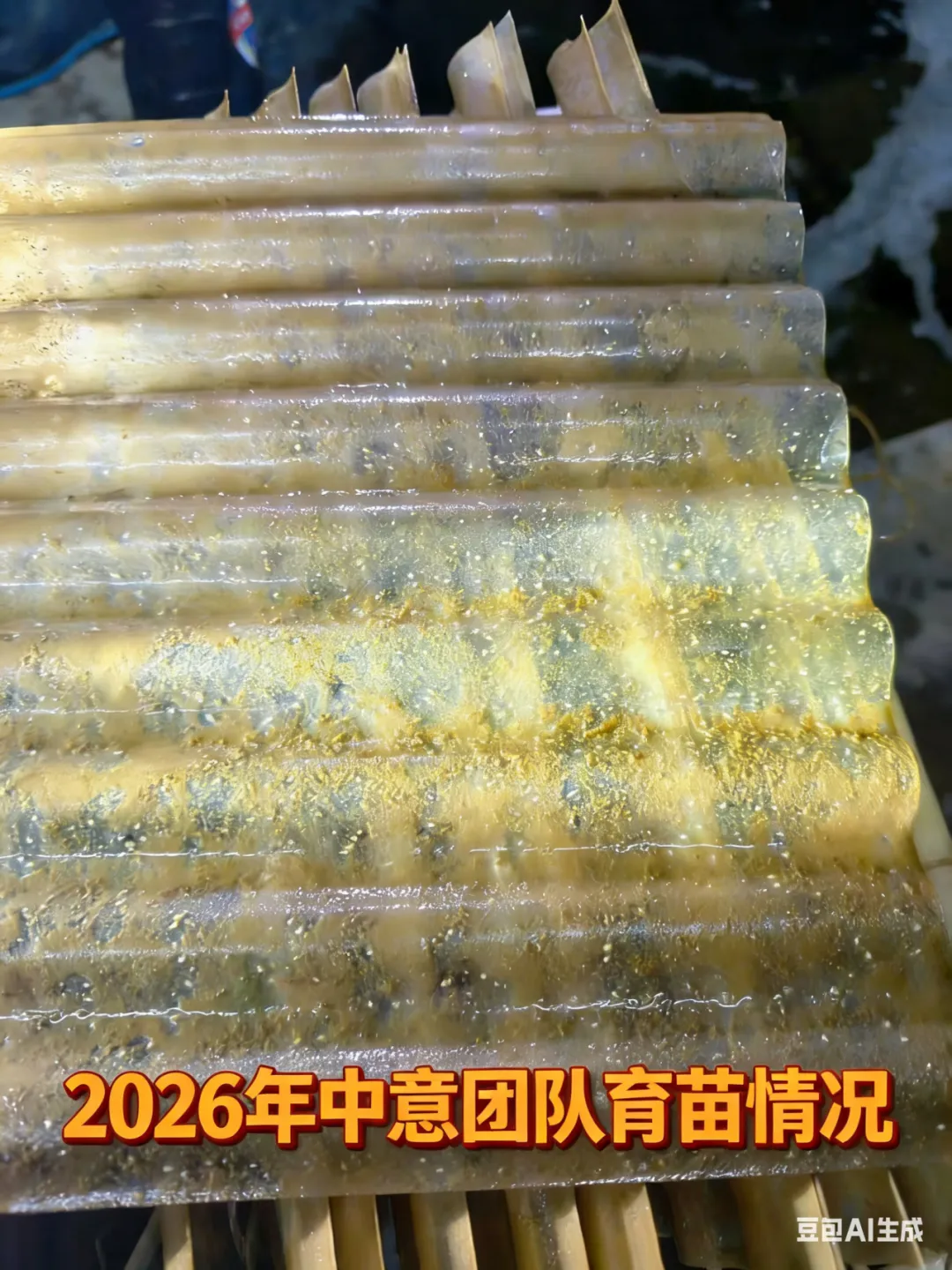 霞浦海参市场突发异动!网箱价稳吊笼飘,小头货竟比大规格还贵?