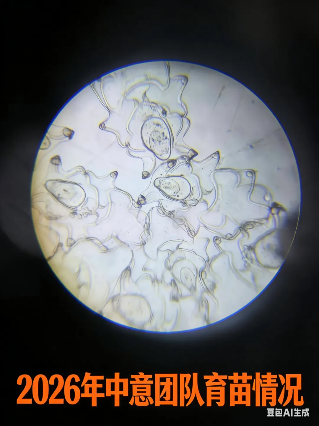 霞浦海参市场突发异动!网箱价稳吊笼飘,小头货竟比大规格还贵?