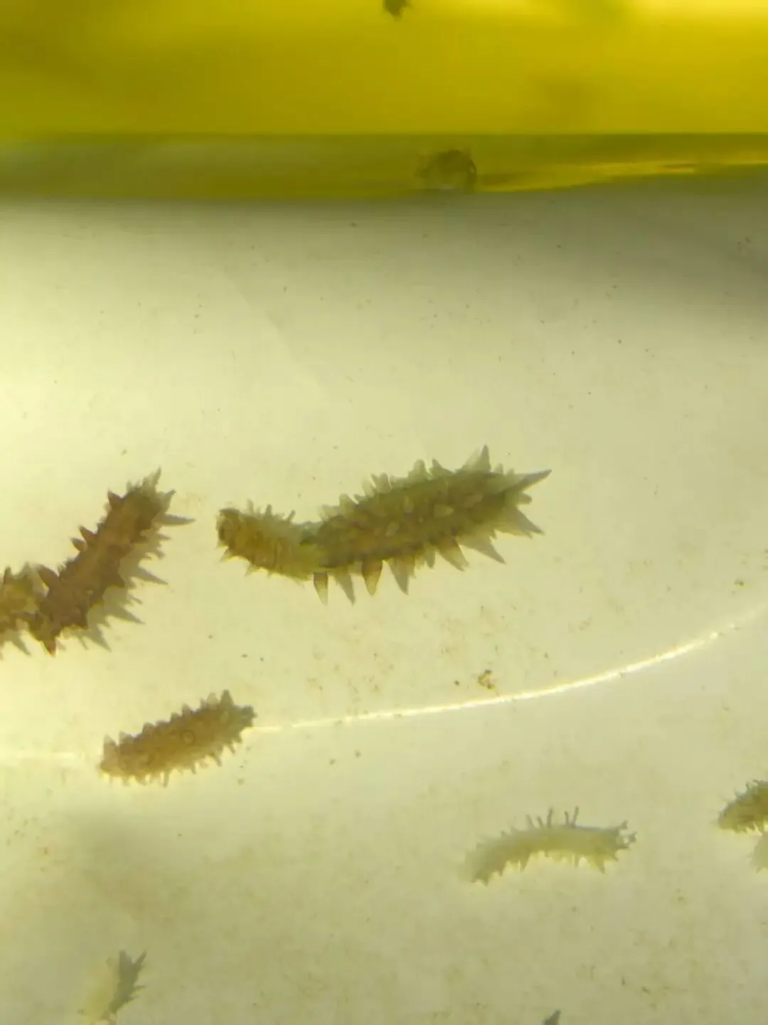 霞浦海参市场突发异动!网箱价稳吊笼飘,小头货竟比大规格还贵?