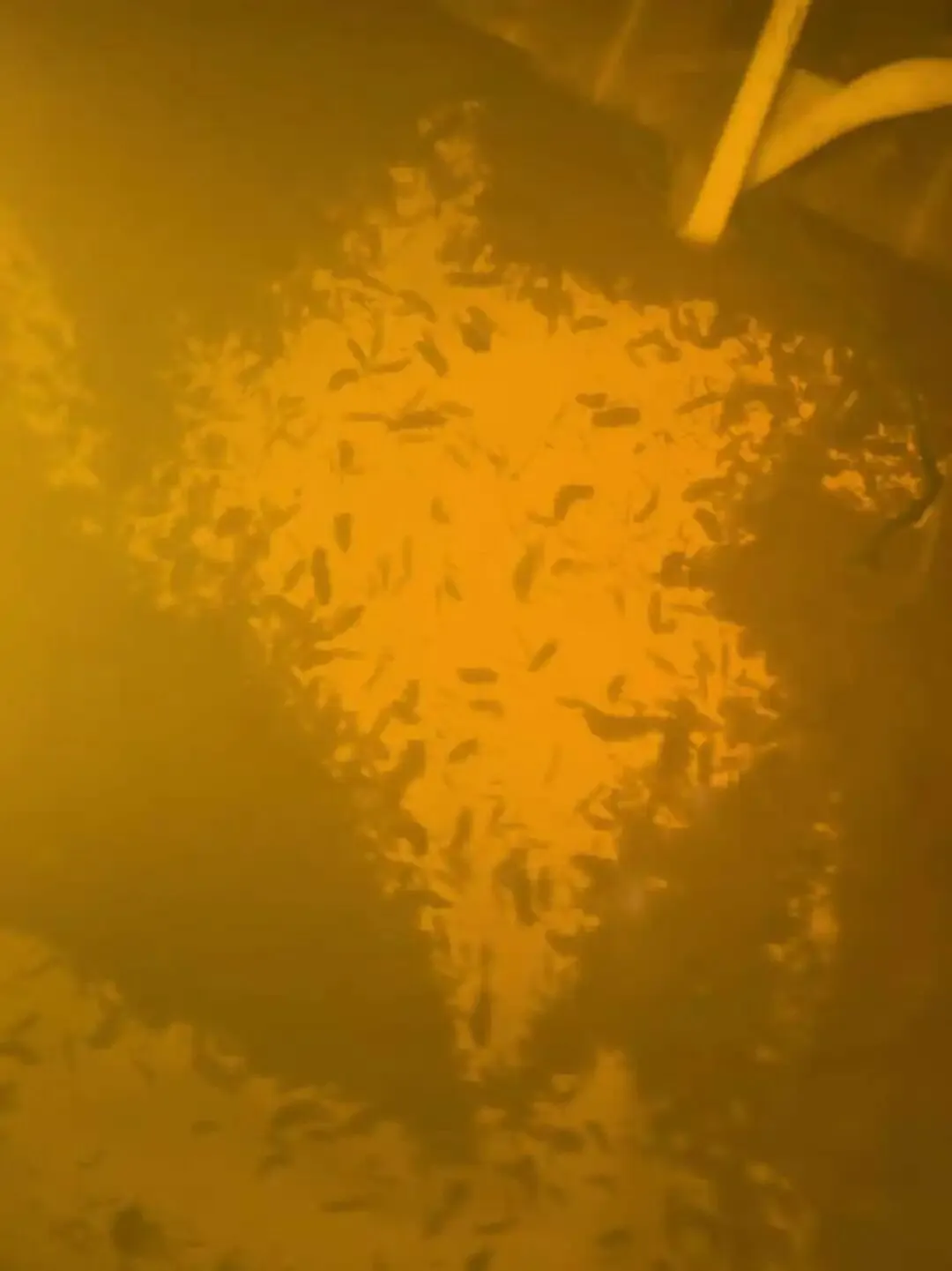 霞浦海参市场突发异动!网箱价稳吊笼飘,小头货竟比大规格还贵?