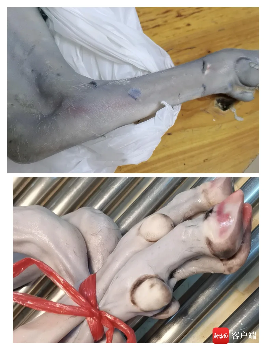 海口市场出现“染色羊肉”!暗访直击“黑山羊”喷涂全过程