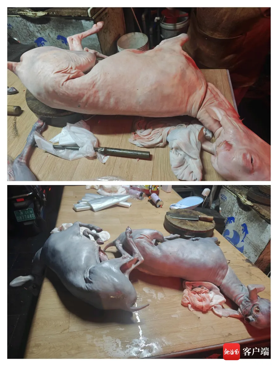 海口市场出现“染色羊肉”!暗访直击“黑山羊”喷涂全过程