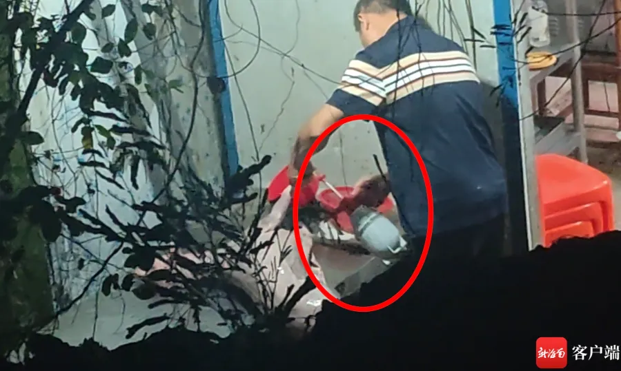海口市场出现“染色羊肉”!暗访直击“黑山羊”喷涂全过程