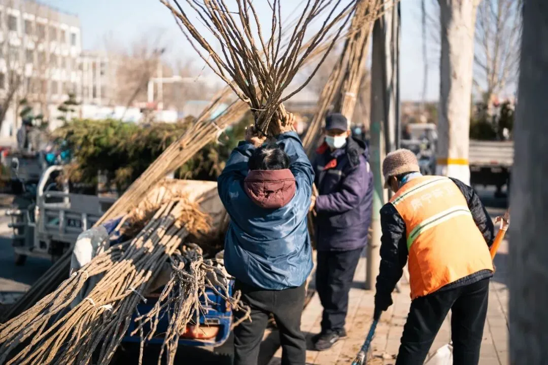 春天肃宁集市花鸟市场的热闹