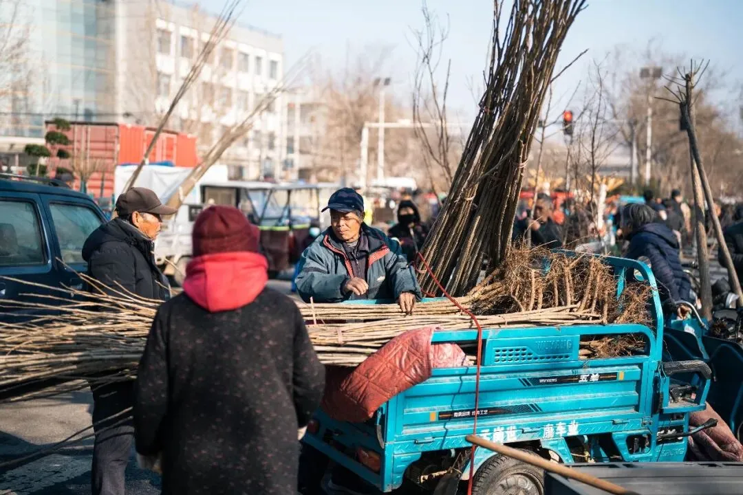 春天肃宁集市花鸟市场的热闹