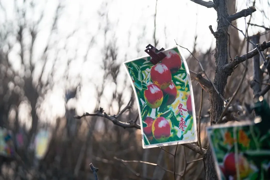 春天肃宁集市花鸟市场的热闹
