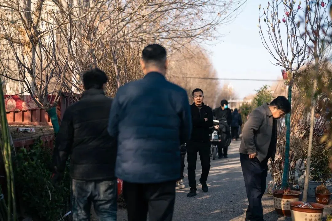 春天肃宁集市花鸟市场的热闹