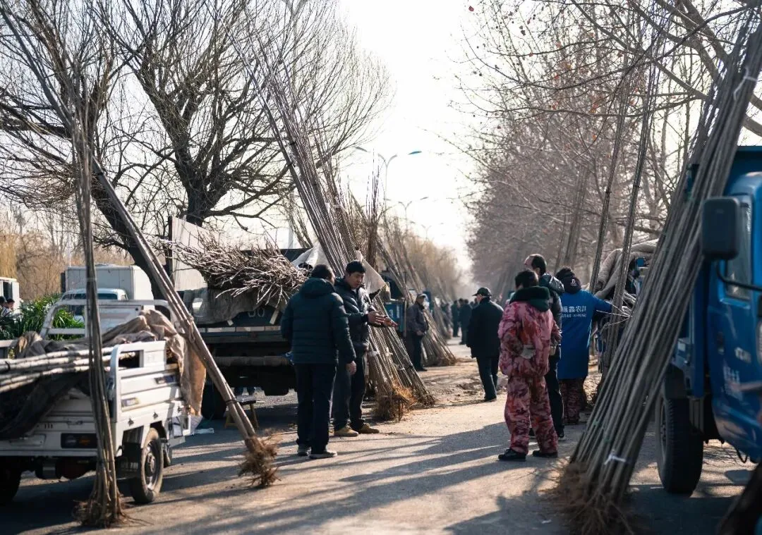 春天肃宁集市花鸟市场的热闹