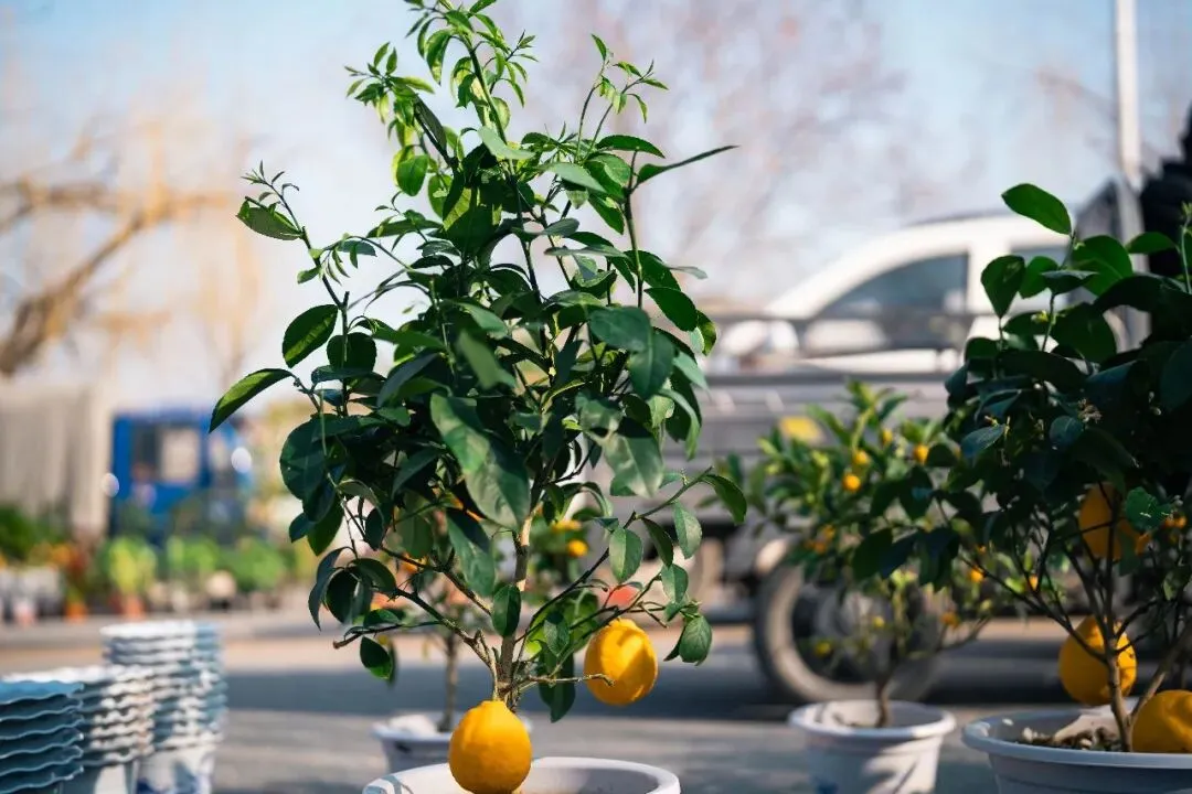 春天肃宁集市花鸟市场的热闹