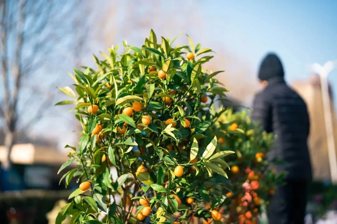 春天肃宁集市花鸟市场的热闹