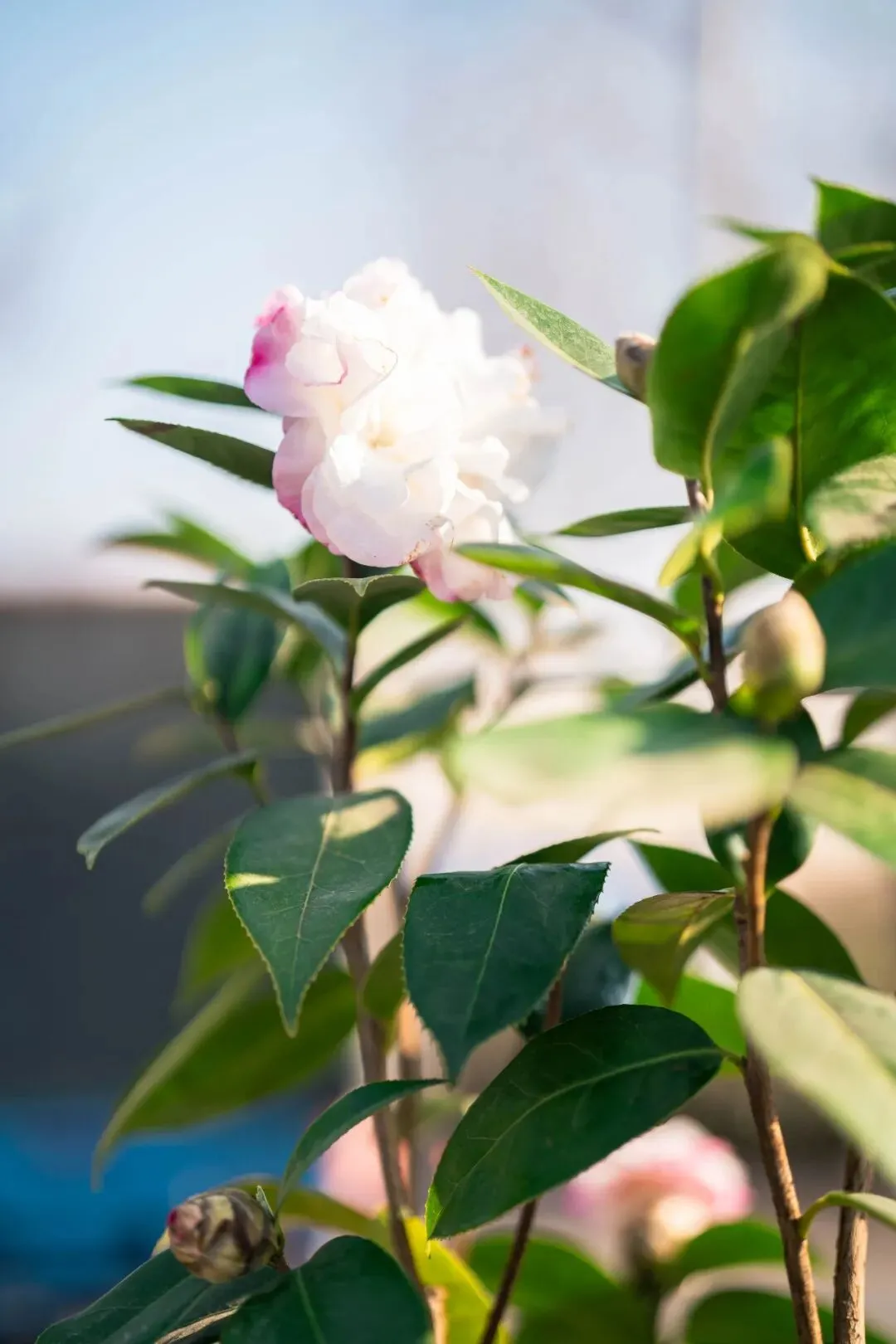 春天肃宁集市花鸟市场的热闹