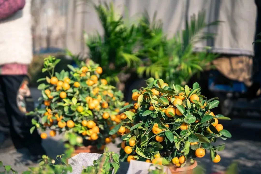 春天肃宁集市花鸟市场的热闹