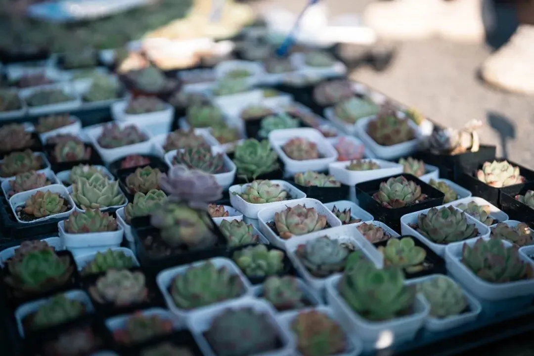 春天肃宁集市花鸟市场的热闹