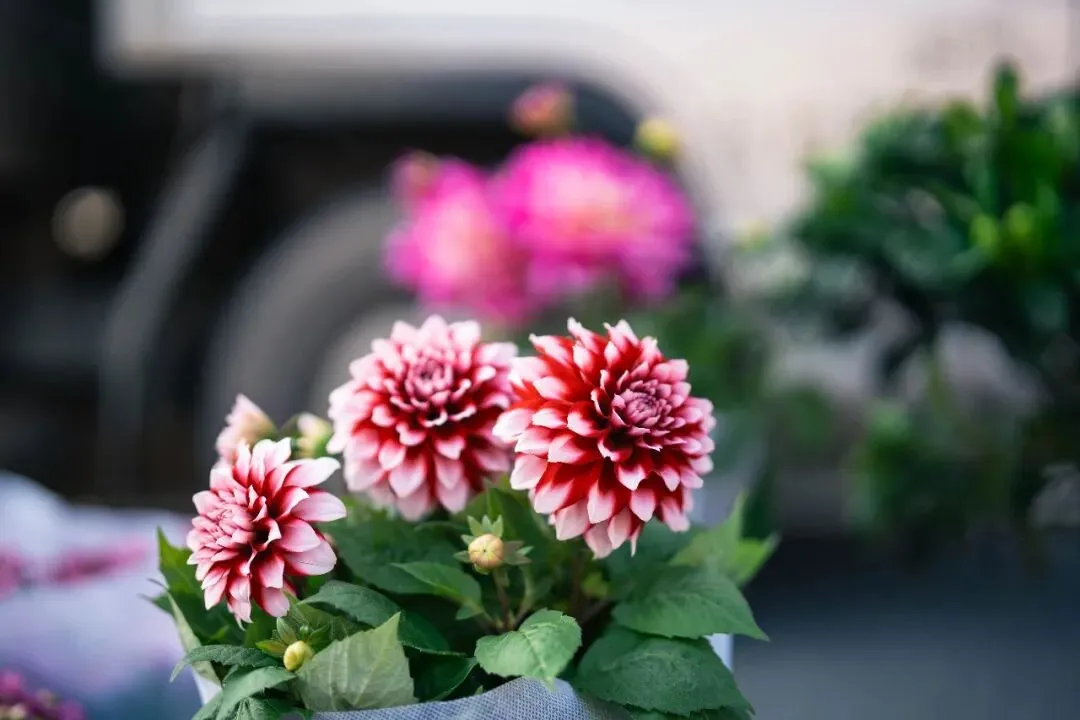 春天肃宁集市花鸟市场的热闹