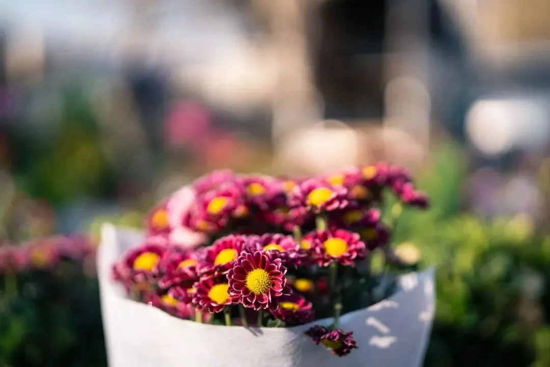 春天肃宁集市花鸟市场的热闹