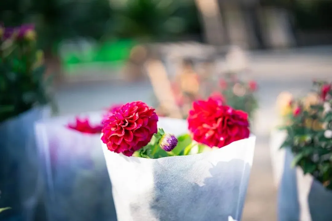 春天肃宁集市花鸟市场的热闹