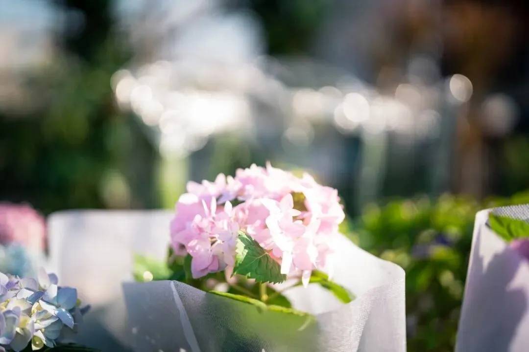 春天肃宁集市花鸟市场的热闹