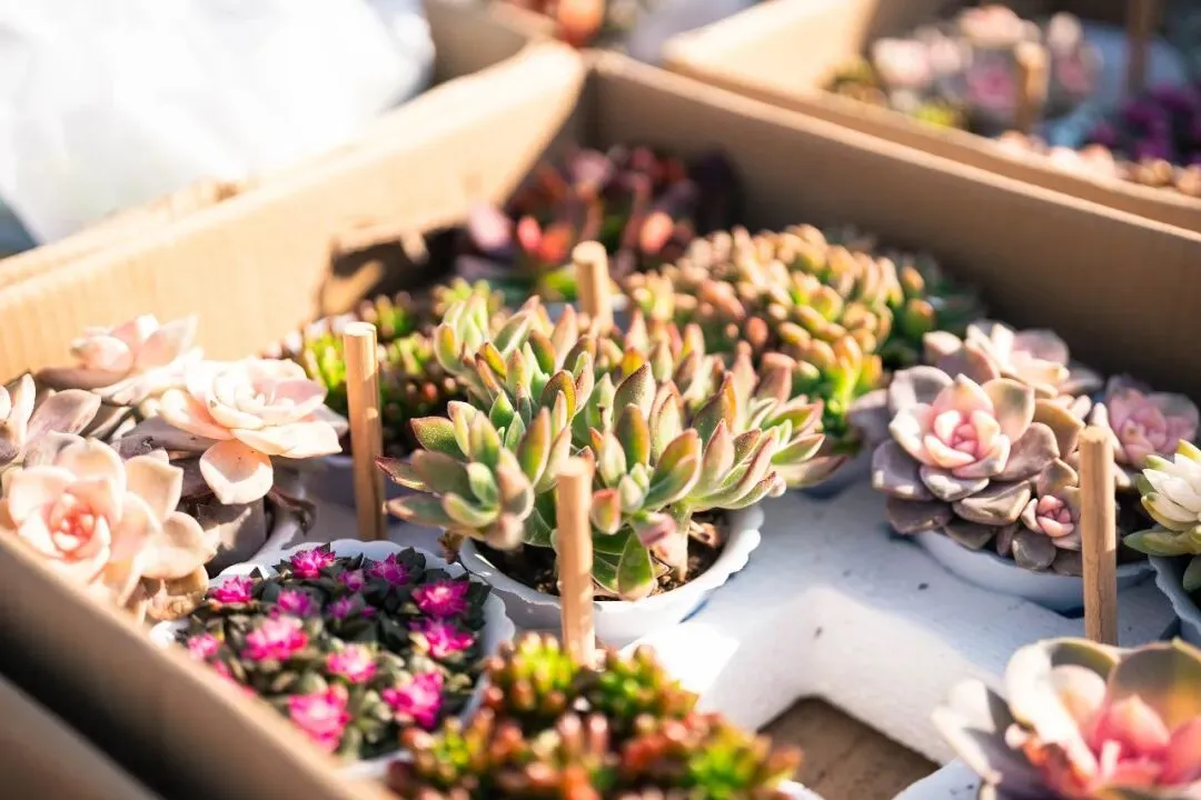 春天肃宁集市花鸟市场的热闹