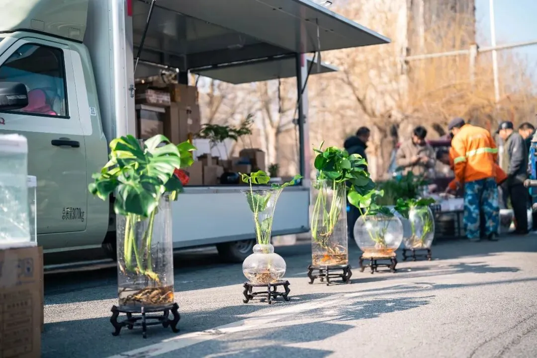 春天肃宁集市花鸟市场的热闹