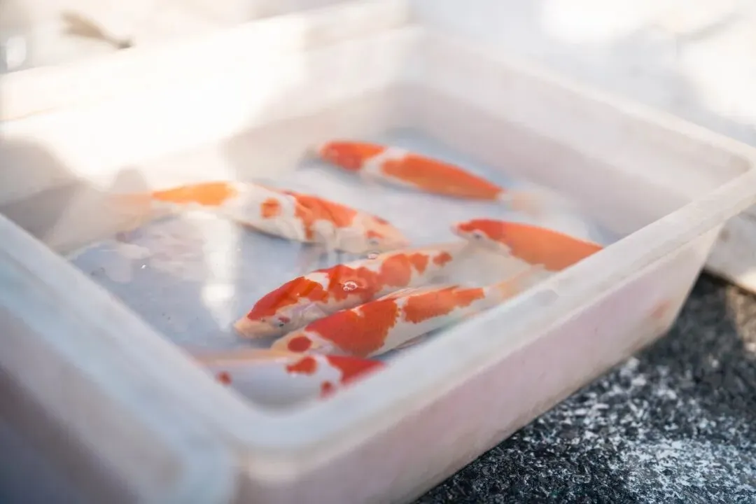 春天肃宁集市花鸟市场的热闹