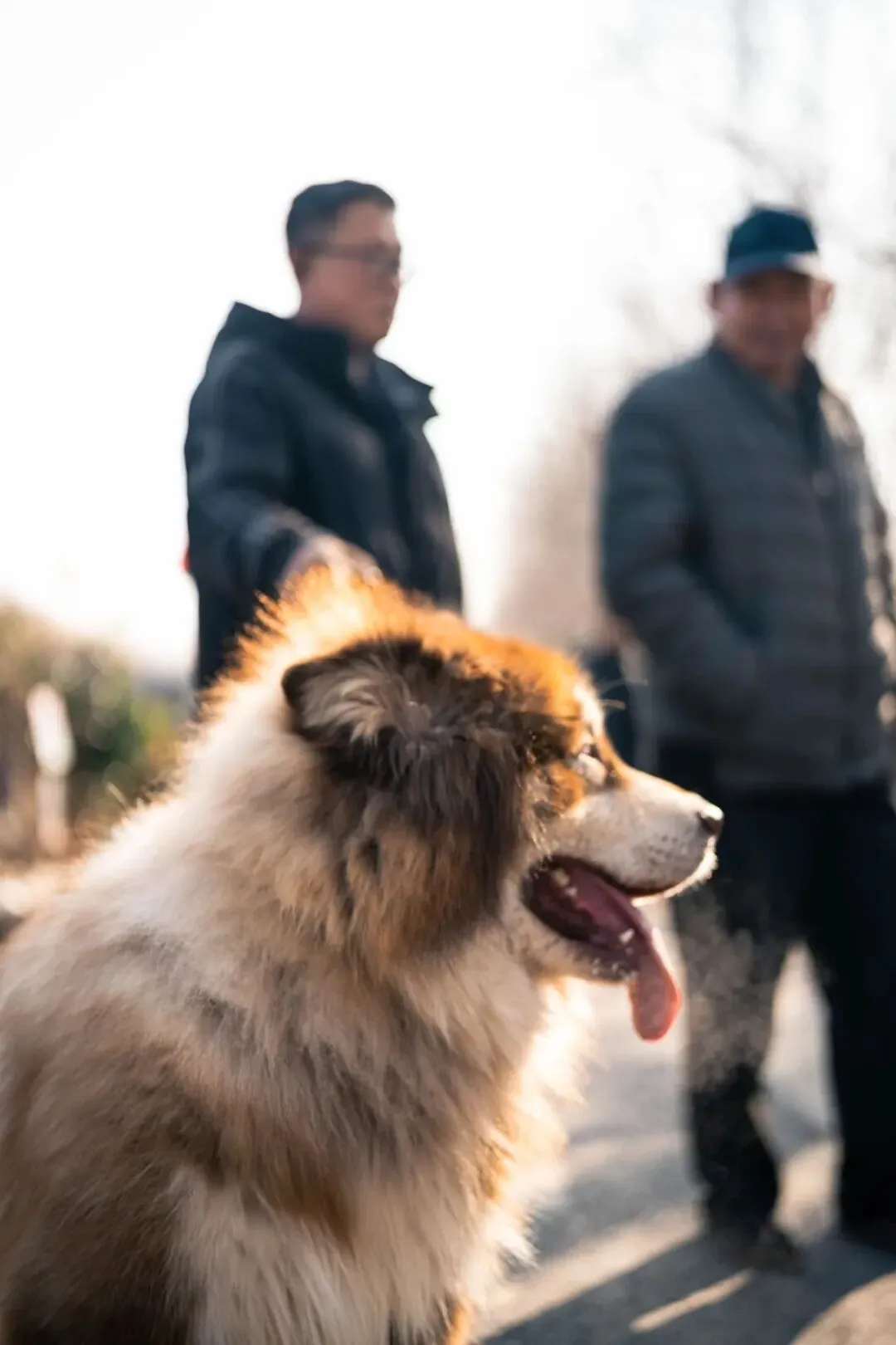 春天肃宁集市花鸟市场的热闹