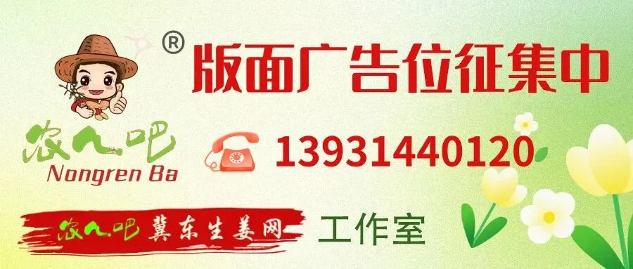 03月20日冀东生姜交易市场生姜参考价格