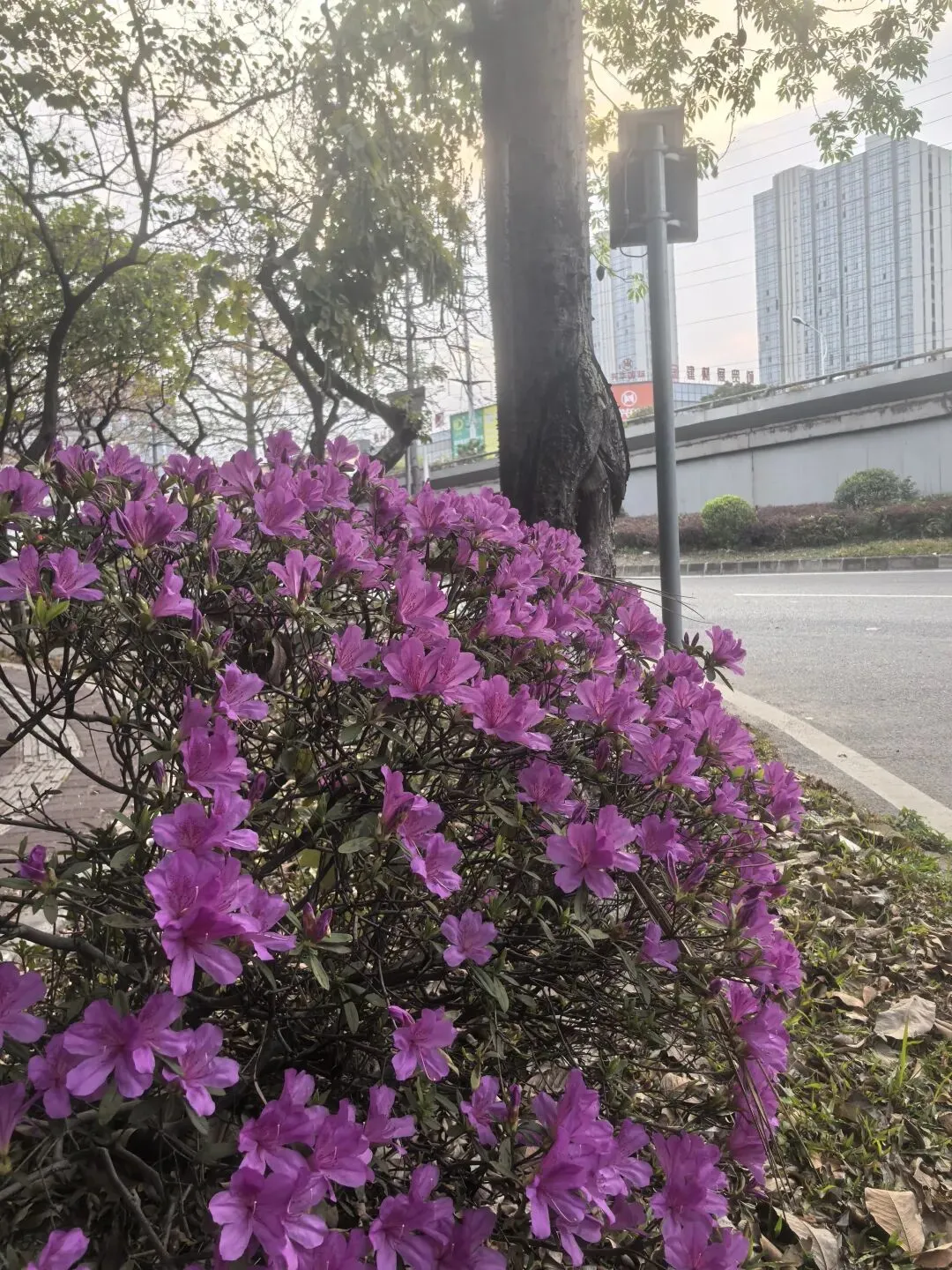 小米SU7 pro高颜值,高概念,高营销模式,是否有高的可靠性?希望代表中国进行高科技突围