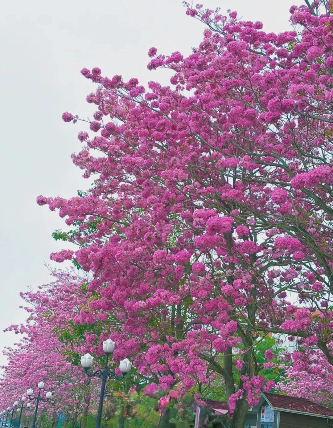 小米SU7 pro高颜值,高概念,高营销模式,是否有高的可靠性?希望代表中国进行高科技突围